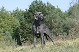 DOGUE ALLEMAND 003